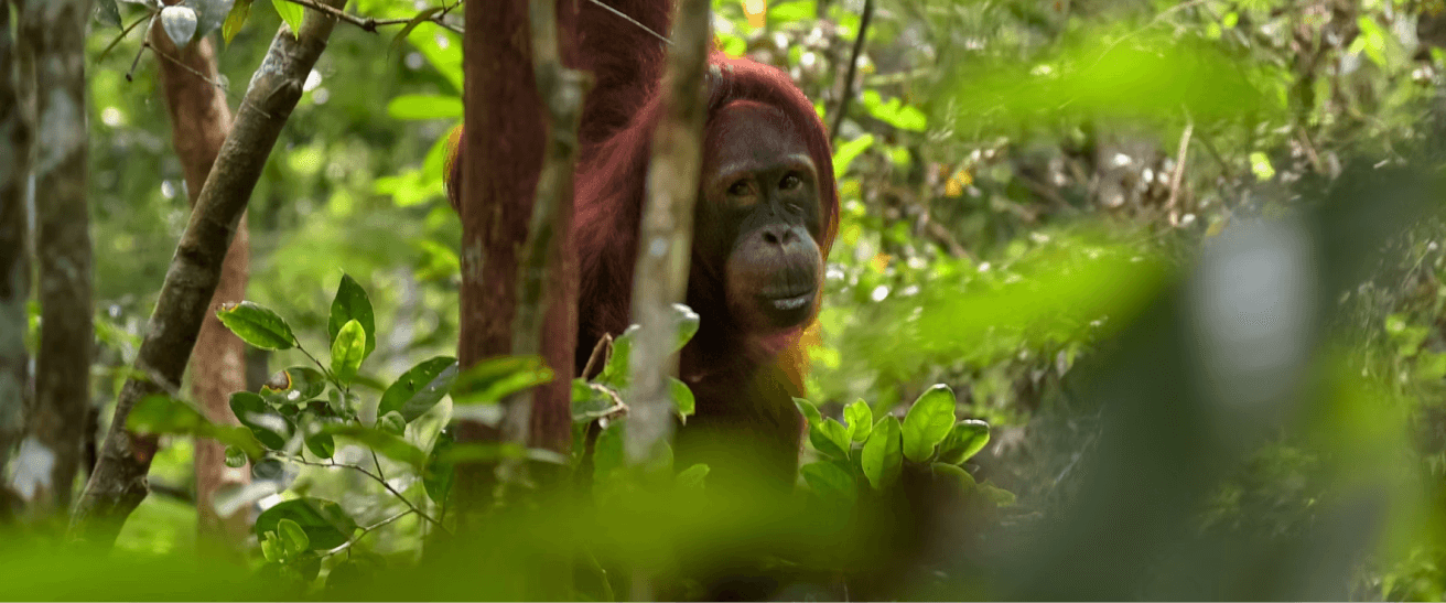 kalimantan
